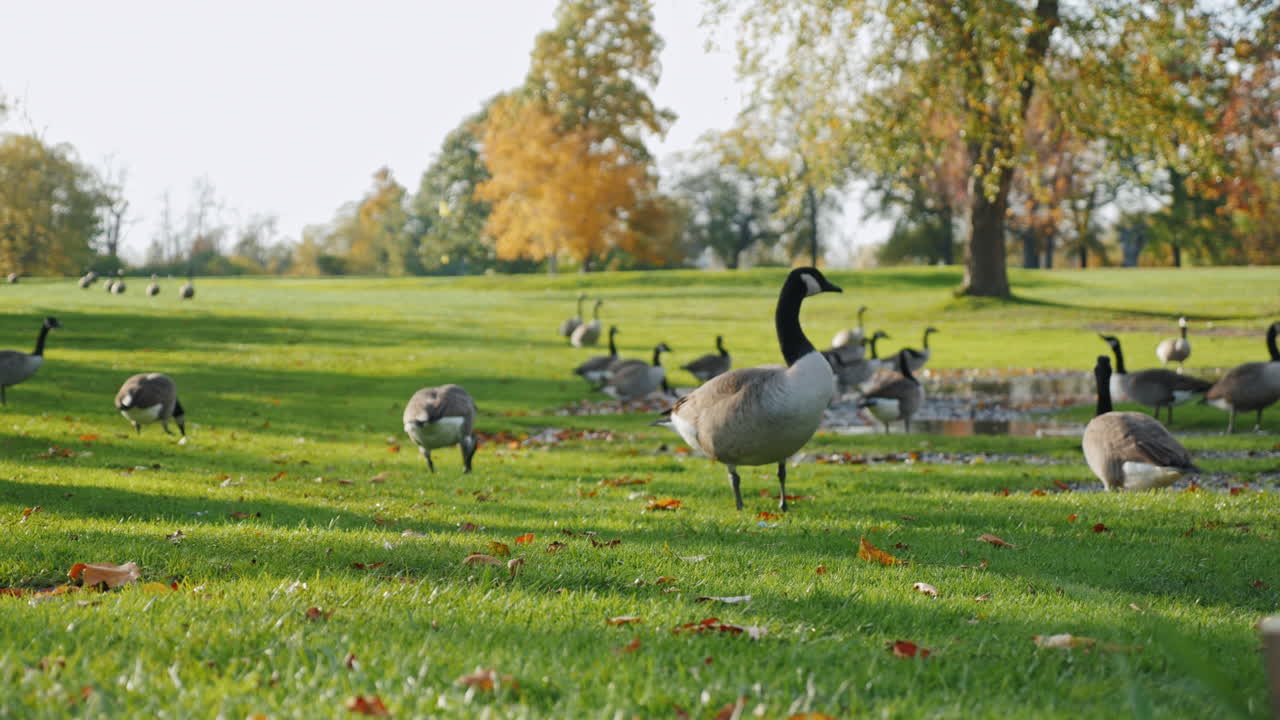 una bandada de gansos camina en un prado verde al atardecer 2