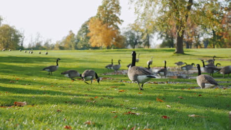 Ein-Schwarm-Gänse-Läuft-Bei-Sonnenuntergang-Auf-Einer-Grünen-Wiese-2