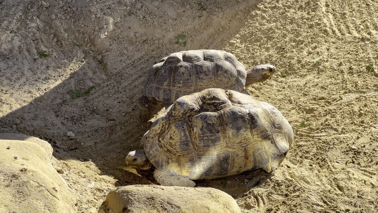 Two turtles sitting outside in the sun on a harsh environment while looking for shadow