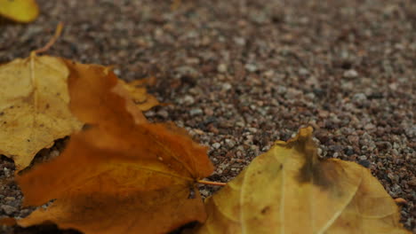 a light wind blows autumn leaves on the ground