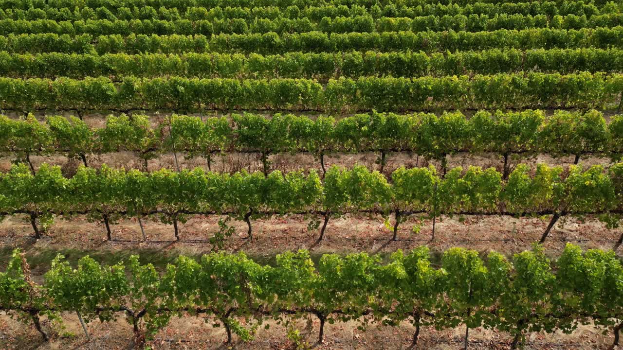 오스트레일리아 서부 마거릿 강 에서 태양 에 의해 조명 된 포도 ⁇  줄 의 공중 측면 사진