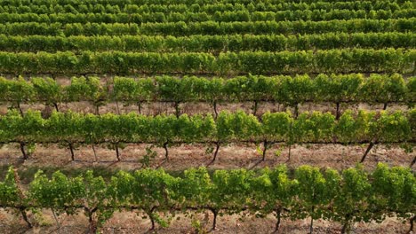 Aerial-lateral-shot-of-vineyard-rows-lighting-by-sun-at-Margaret-River,-Western-Australia