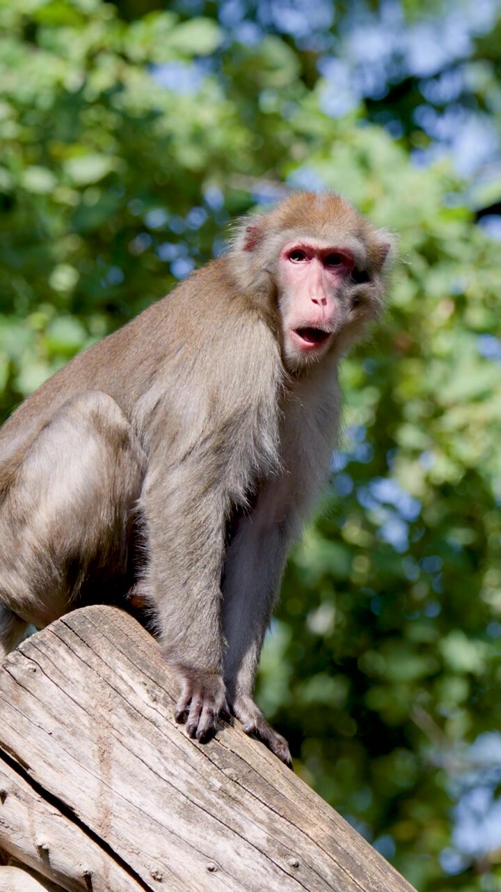 Rhesus macaque sits alertly on log, daylight, natural setting, close-up, soft summer sunlight