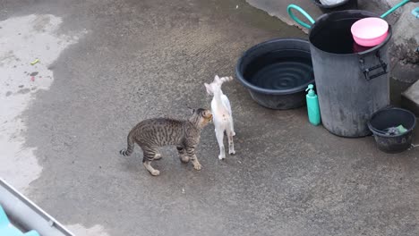 two cats meet and part ways casually