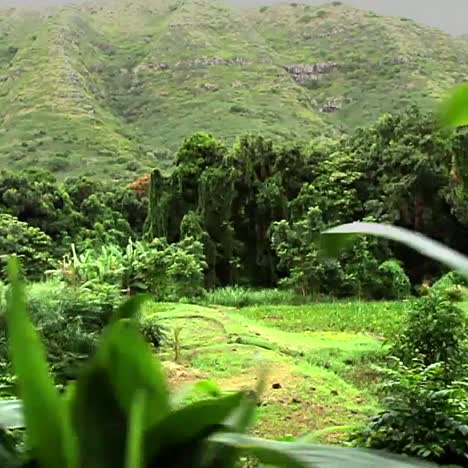 Pov-Moviéndose-A-Través-De-Plantas-Verdes-Y-Jungla