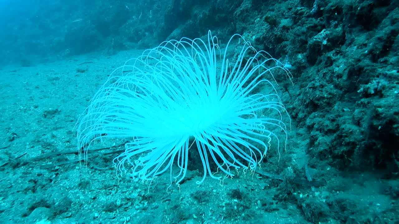 White Anemone in Deep Blue Ocean