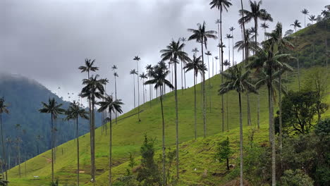 aerial shot wax palm cocora valley colombia cloudy green landscape