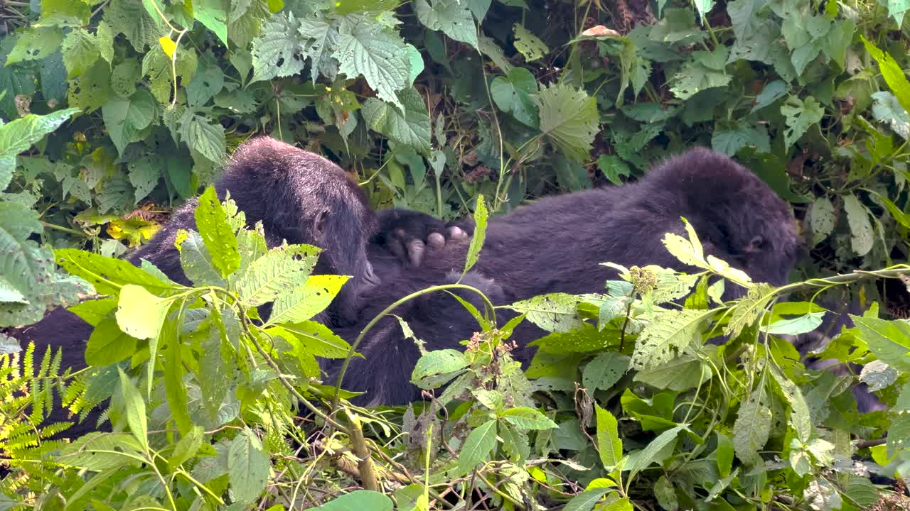 Due gorilla di montagna (Gorilla beringei beringei) riposano nel fitto fogliame di una foresta montana ugandese mentre si puliscono e si spulicano il pelo per l'igiene e il legame sociale, primo piano della fauna selvatica.