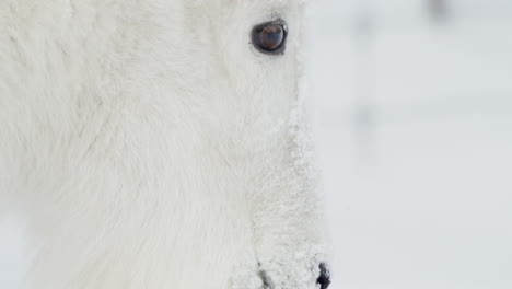 close-up mountain goat eye walking during winter in yukon, canada.