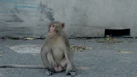 Un-Mono-Gracioso-Con-Pelaje-Marrón-Se-Sienta-En-La-Calle-Y-Mastica