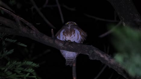 Camera-zooms-in-showing-this-owl-looking-forward-and-then-turns-its-head-to-its-right-while-listening-to-every-sound-in-the-forest,-Asian-Barred-Owlet-Glaucidium-cuculoides,-Thailand