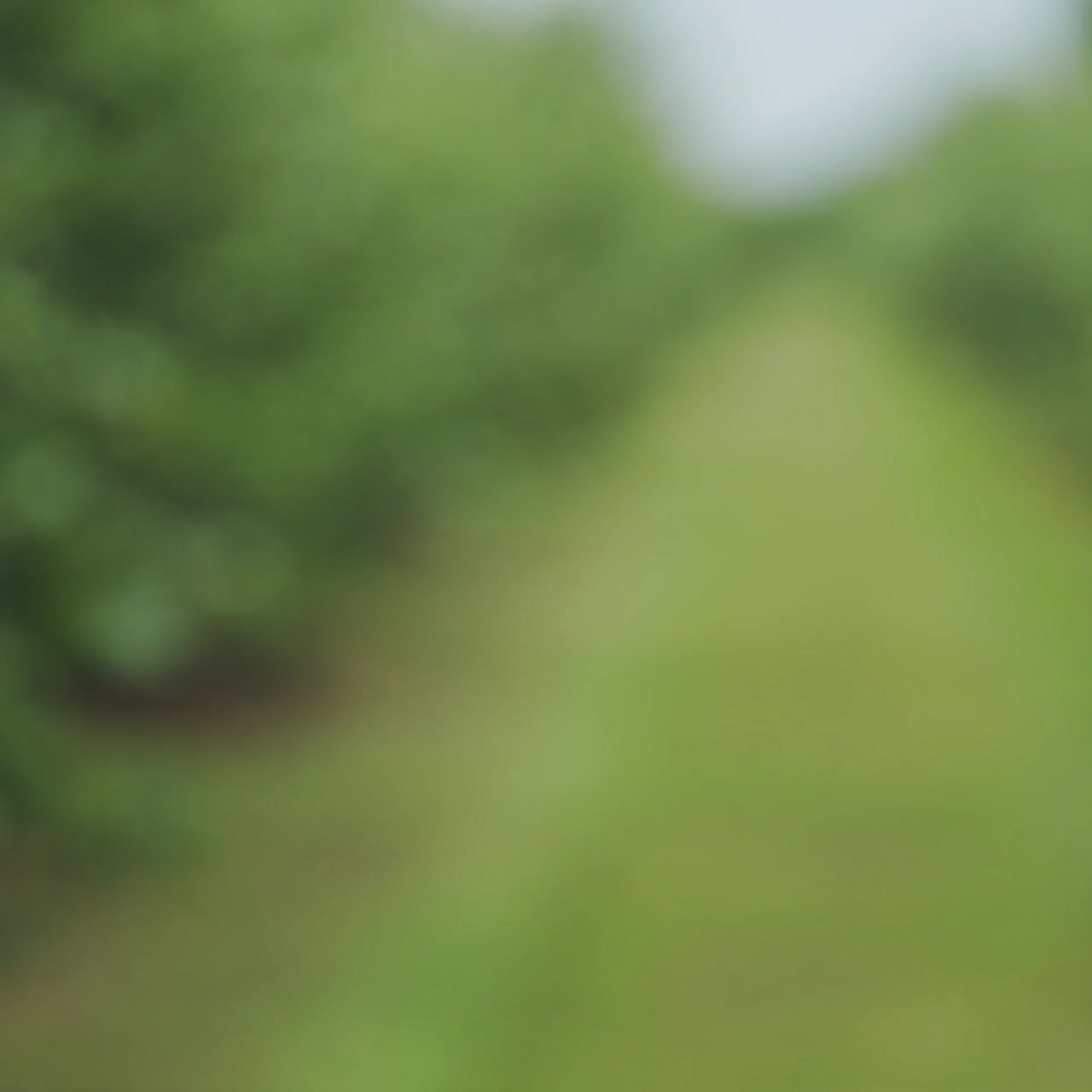 Green apple in a woman's hand. Harvest of ripe apples in the garden