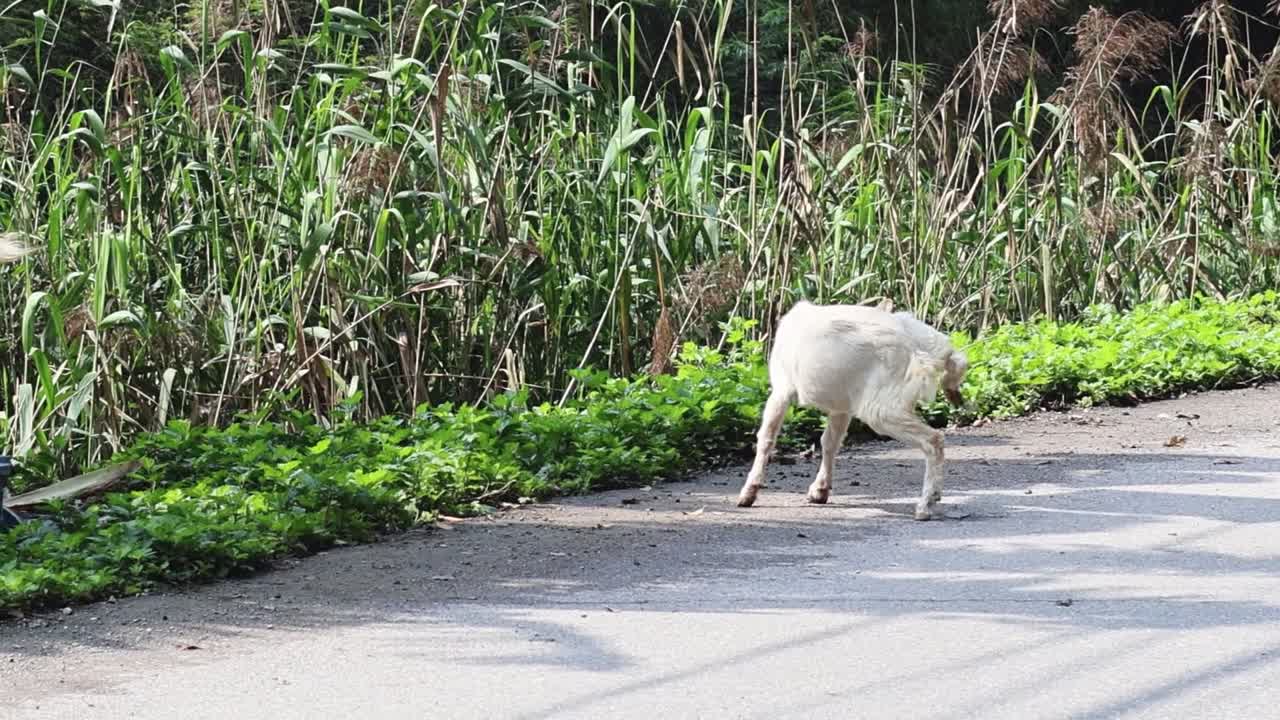 염소가 울불한 식물 근처의 도로를 가로질러 고 있습니다.