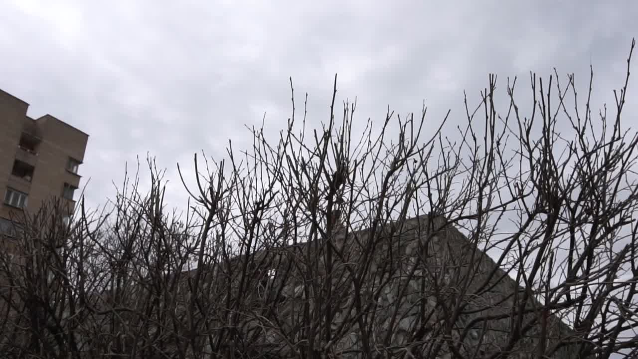 Winter Branches Against a Cloudy Sky