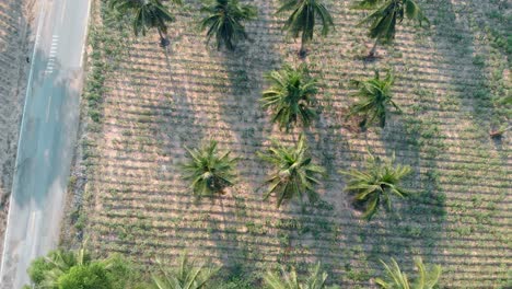 green palm tree forest and wide grass field by road