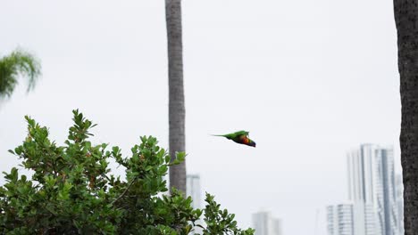 colorful bird moves between tree branches