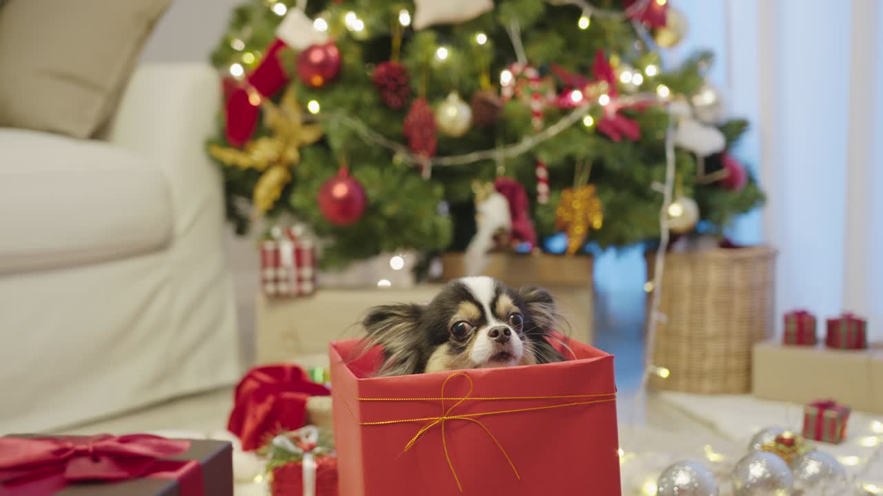 Little puppy chihuahua dog wearing santa claus outfit sitting and standing pop out inside red gift present box in concept christmas festive celebration at home feeling warm welcome.