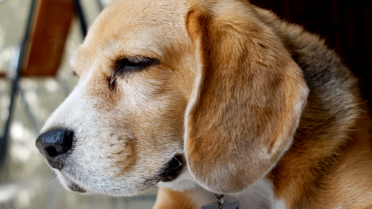 사랑스러운 비글의 클로즈업 초상화