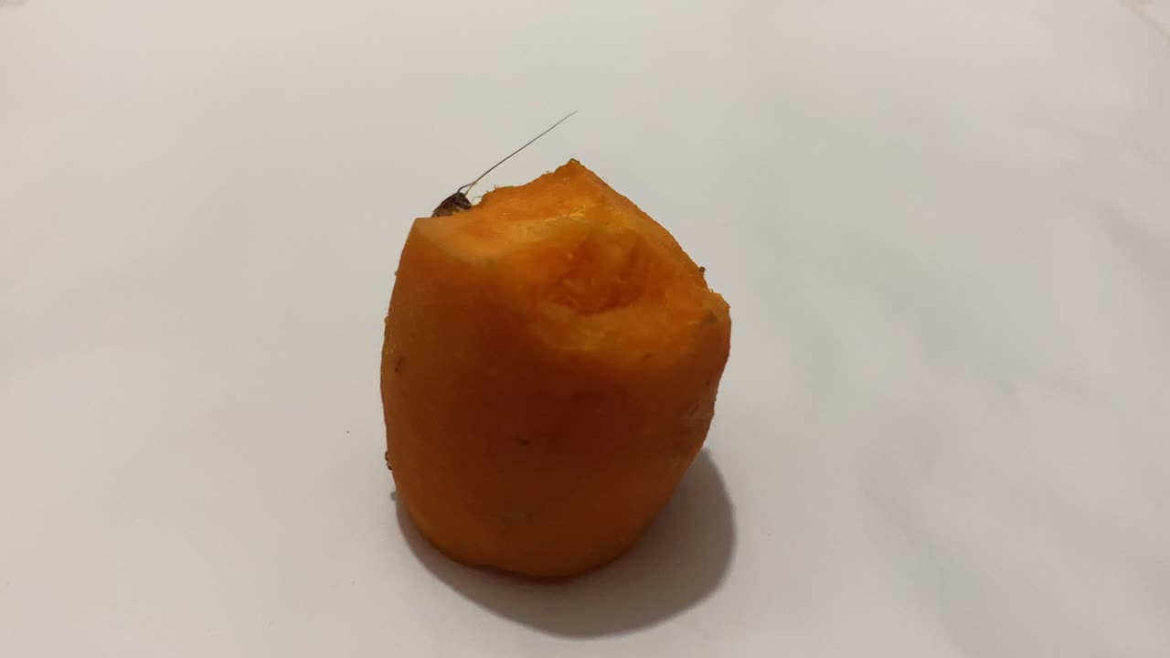 imágenes de primer plano de insectos comiendo una zanahoria en un ambiente antihigiénico, destacando las condiciones insalubres en bangladesh