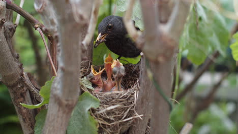 blackbird mom gets to nest and feeds newborn chicks, close up, day