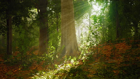 árboles del bosque naturaleza madera verde luz del sol vista