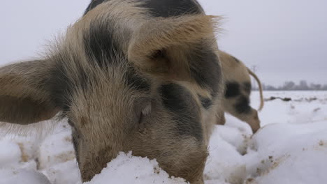 Macro-Primer-Plano-De-Lindo-Cerdo-Peludo-Cavando-En-La-Nieve-Profunda-Con-Hocico,-Forrajeando-En-El-Desierto