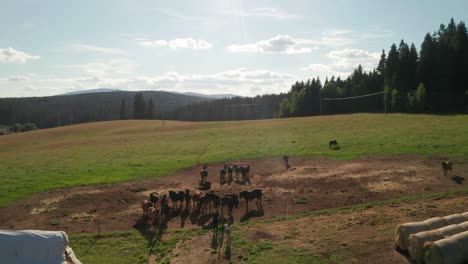 Imágenes-Aéreas-De-Drones-De-Caballos-Pastando-En-Un-Prado-En-Sihla,-Eslovaquia