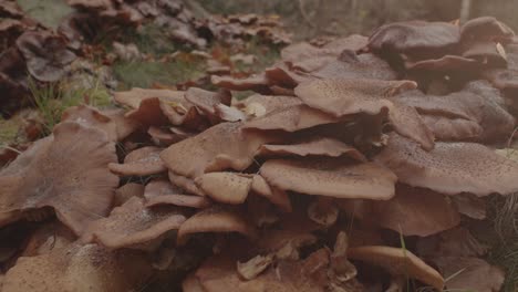 close dolly in of beautiful group of honey fungus mushroom in forest at sunrise