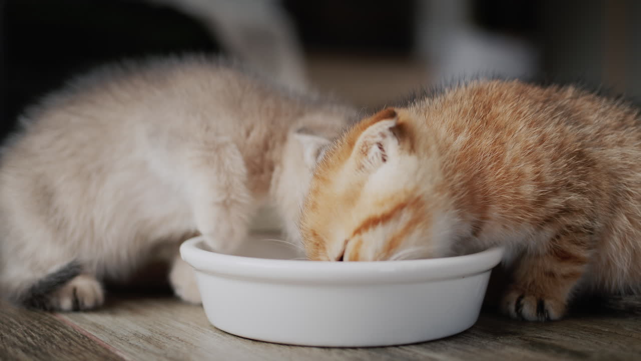 Wunderschöne flauschige Kätzchen fressen aus einer Schale.