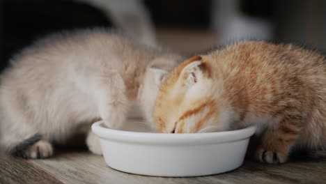 Beautiful-fluffy-kittens-eat-from-a-bowl