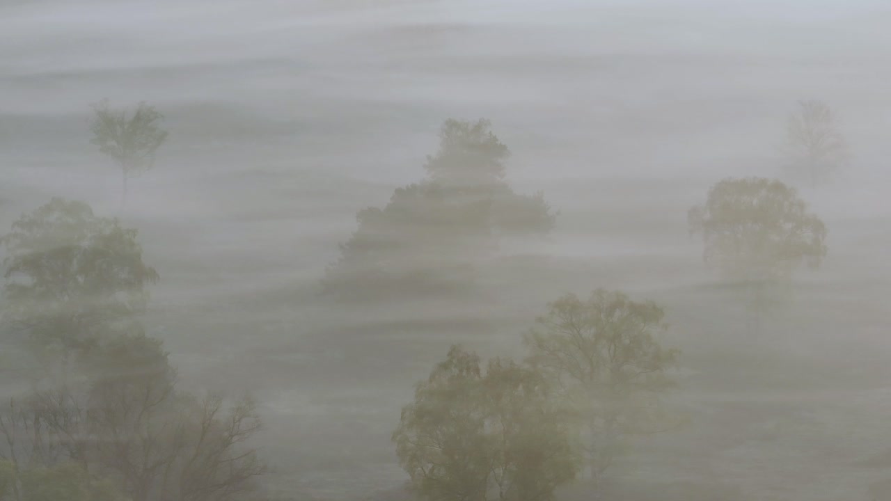 안개가 가득한 아침 숲