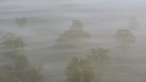 misty morning woods
