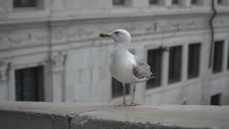 A-white-seagull,-with-a-white-background,-looking-straight-at-the-camera