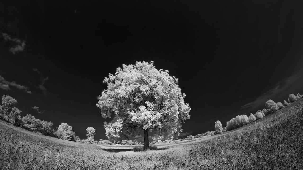 극적인 구름과 구부러진 어안 렌즈가 있는 들판에 있는 외로운 나무의 적외선 시간 경과