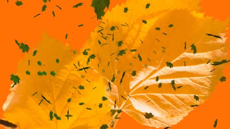 animation of multiple autumn leaves falling on orange background