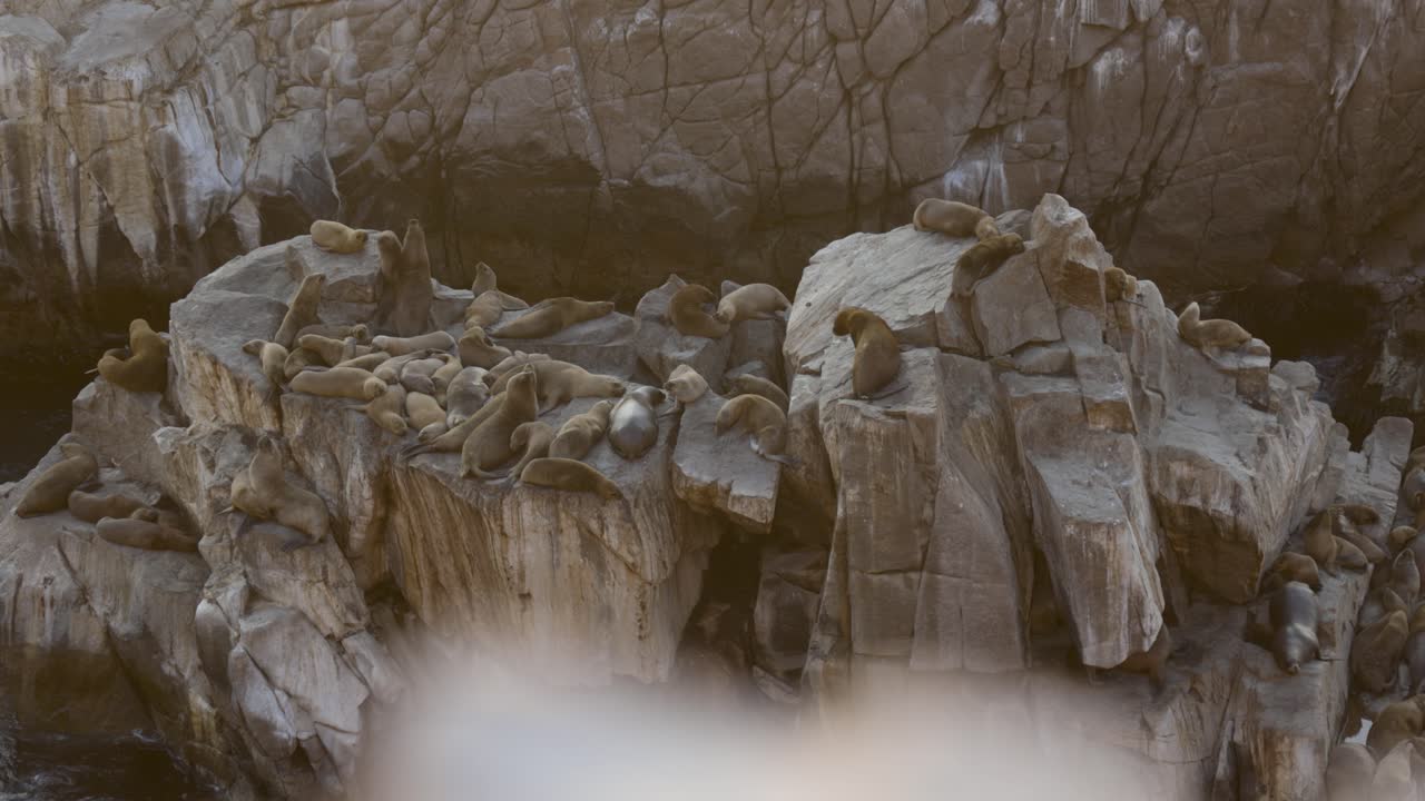 lobos marinos al atardecer costa peruana
