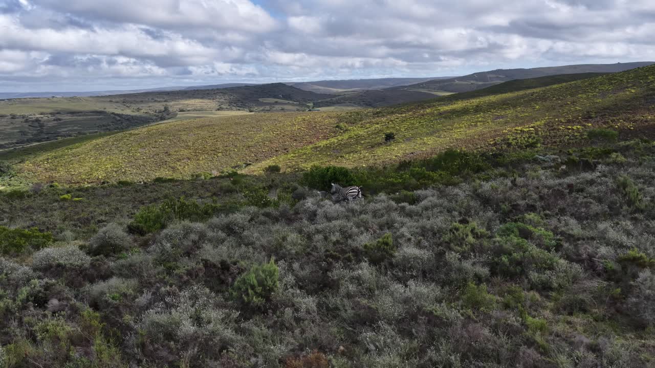 Three Zebras running through the bushes, on a game farm in the Western Cape.