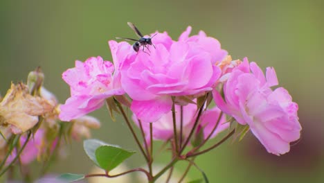 wasp on pink flower , background