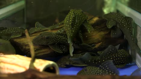 una escuela de ancistrus manchado fantasma azul pleco hemiancistrus sp