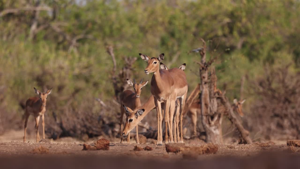 Wide shot of a herd of impala antelopes walking through the dry landscape of Mashatu Game Reserve in Botswana. Smelling some elephant dung on their way. Filmed from an underground hide at a low angle