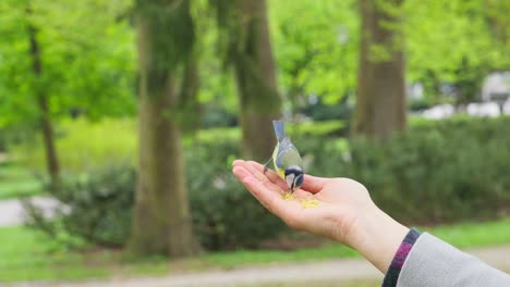 close up of eurasian blue tit passerine bird landing on man's hand to eat food