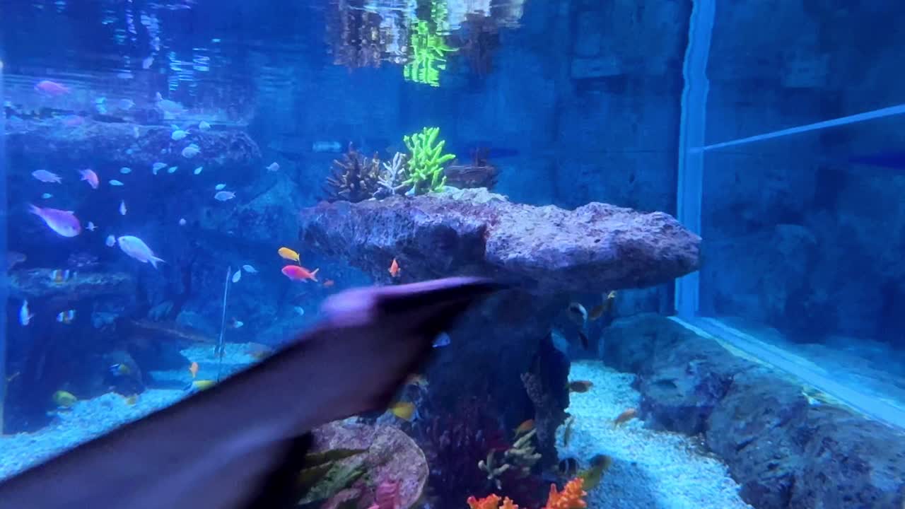 Colorful tropical fish swimming around coral reefs in a large aquarium tank under blue lighting