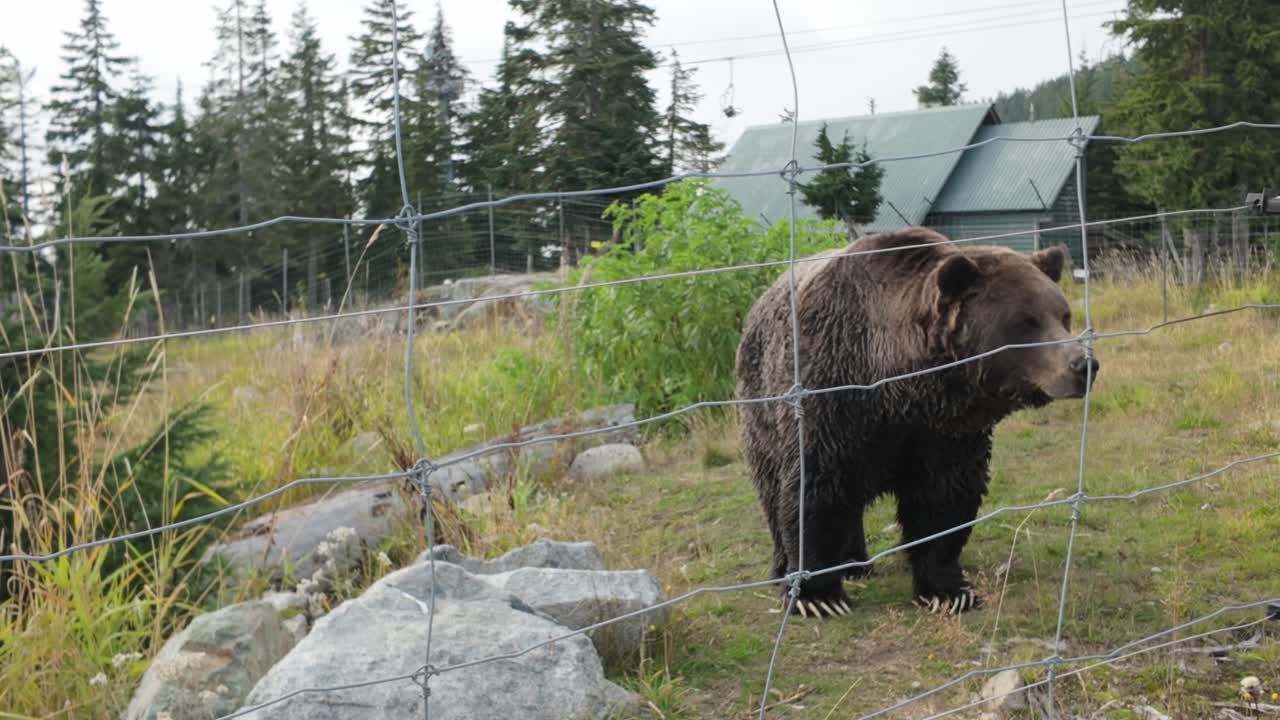 Gimbal-närbild av en grizzlybjörn i hans skyddande inhägnad på Grouse Mountain under höstsäsongen i North Vancouver, British Columbia, Canada. 4K