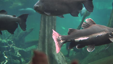 redtail catfish swimming in a flooded forest in the amazon river