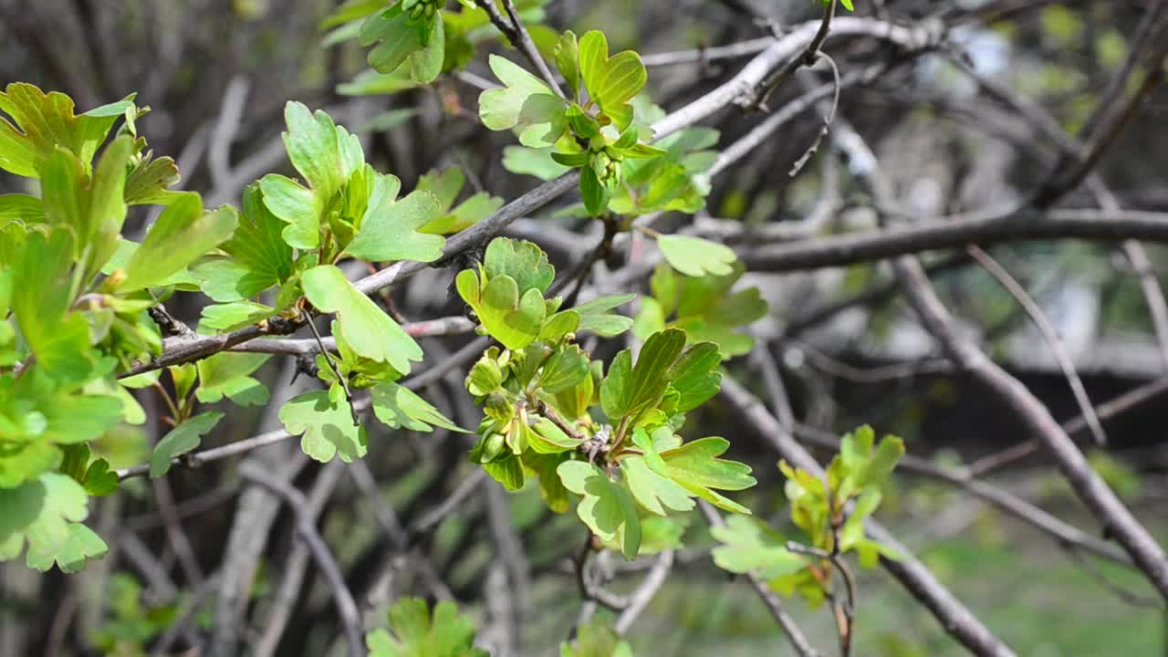 Foglie primaverili. Riprese in primavera