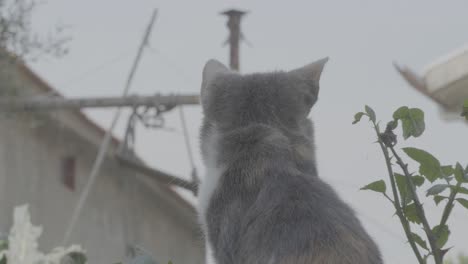 a cat sits in a vase with strawberries