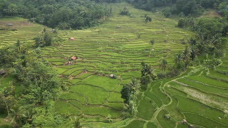 toma aérea cinematográfica sobre arrozales en karawang, indonesia