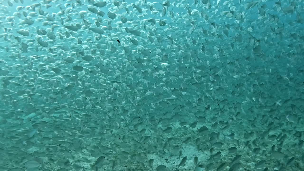 A Large Shoal of Bait Fish Elegantly Moving Through the Ocean's Depths - Underwater Shot