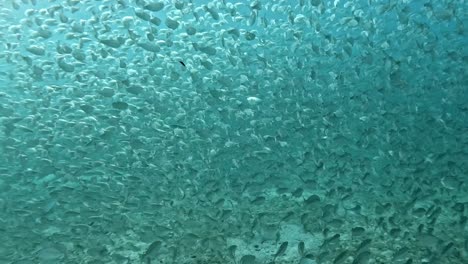 a large shoal of bait fish elegantly moving through the ocean's depths - underwater shot