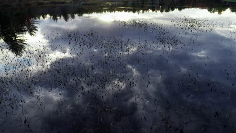 Slow-moving-aerial-drone-shot-over-a-calm-lake-with-stems-of-plants-rising-through-the-water-and-the-sky-reflected-in-the-water